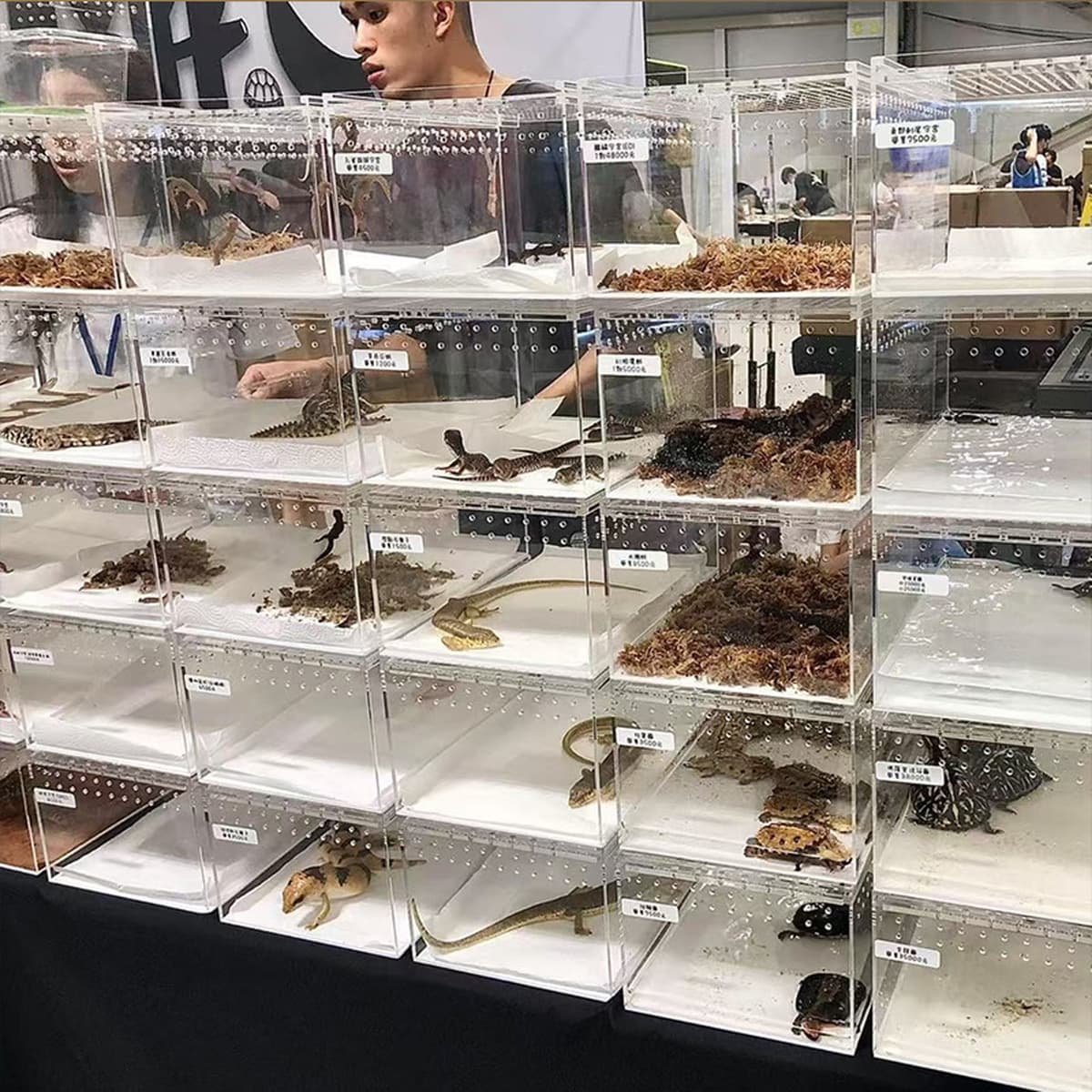 Акриловый герметичный террариум для пауков, рогатых лягушек, гекконов, змей, рептилий, в наличии и готов к отправке.