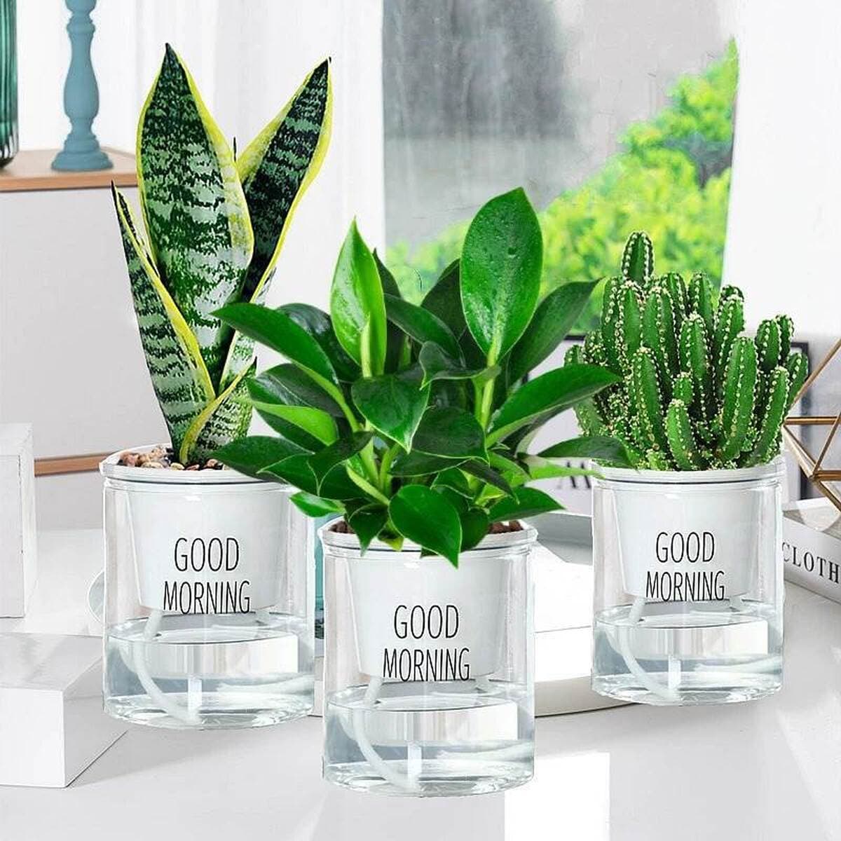 Золотистое растение в горшке, имитирующее платиновый бриллиант, с крупными зелеными листьями, гидропонное, суккулент, легко...