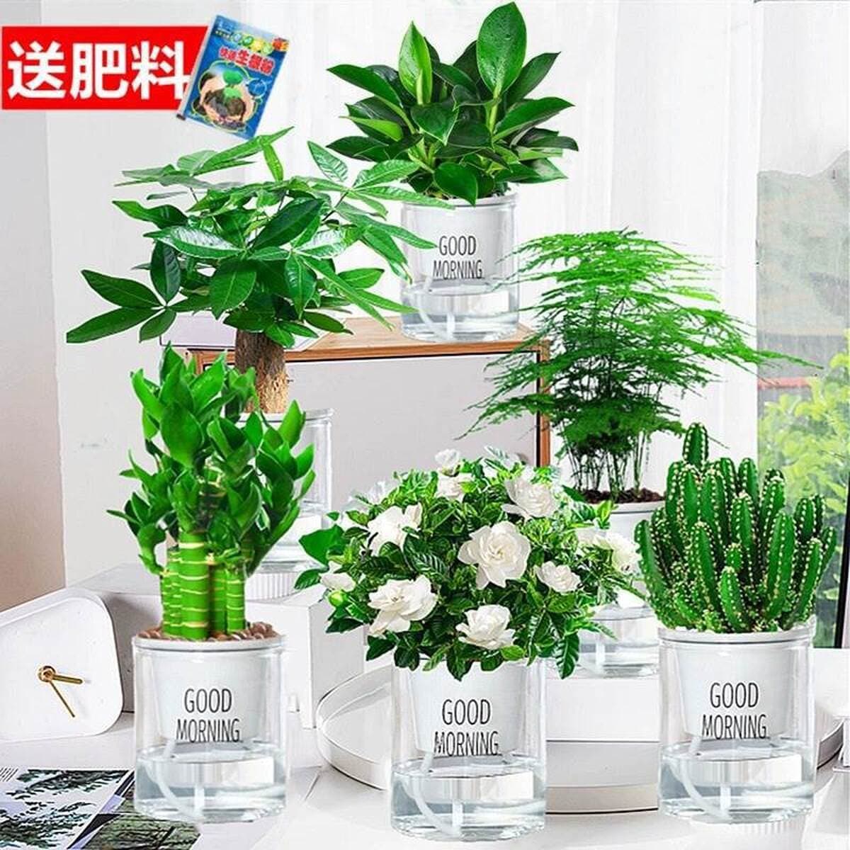 Золотистое растение в горшке, имитирующее платиновый бриллиант, с крупными зелеными листьями, гидропонное, суккулент, легко...