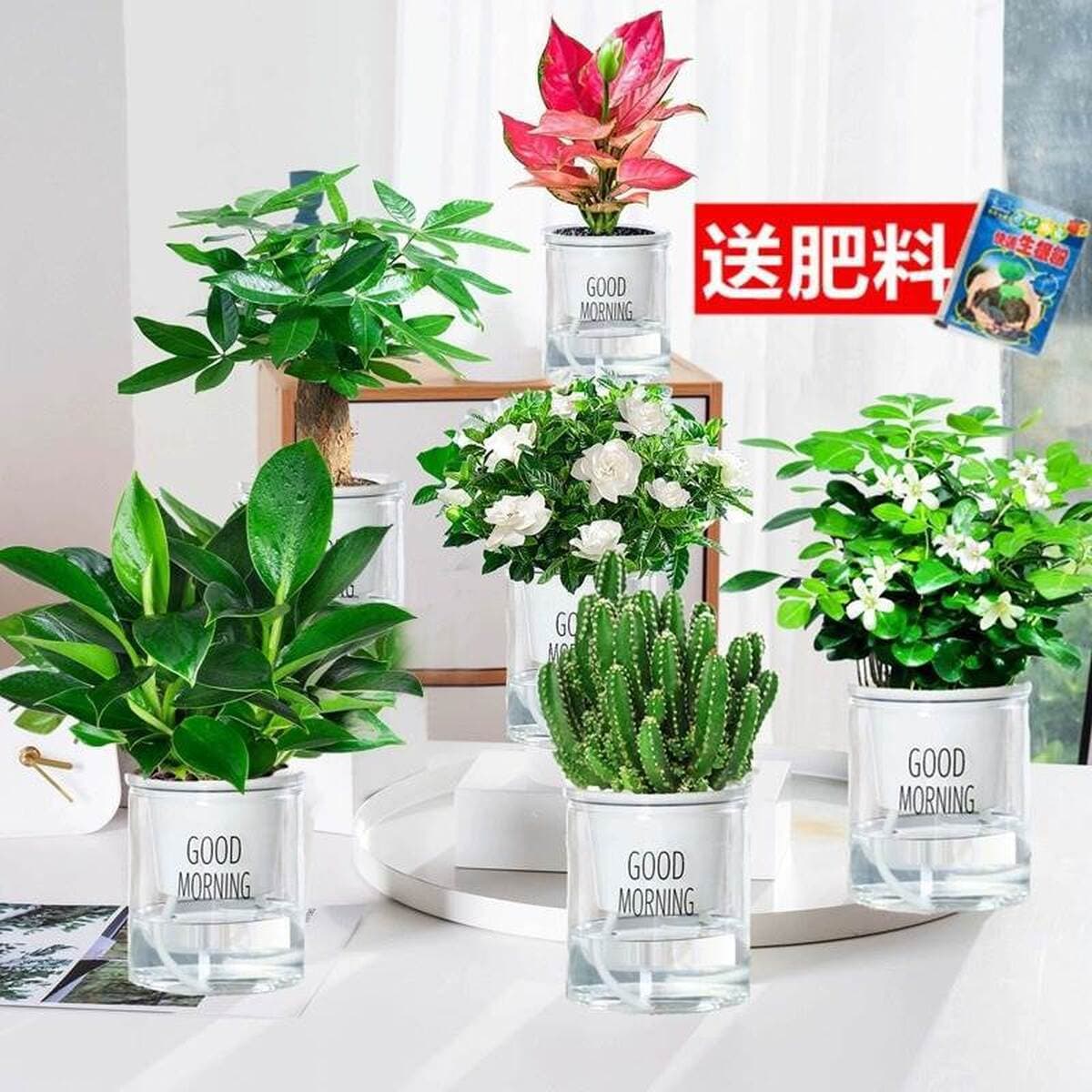 Золотистое растение в горшке, имитирующее платиновый бриллиант, с крупными зелеными листьями, гидропонное, суккулент, легко...