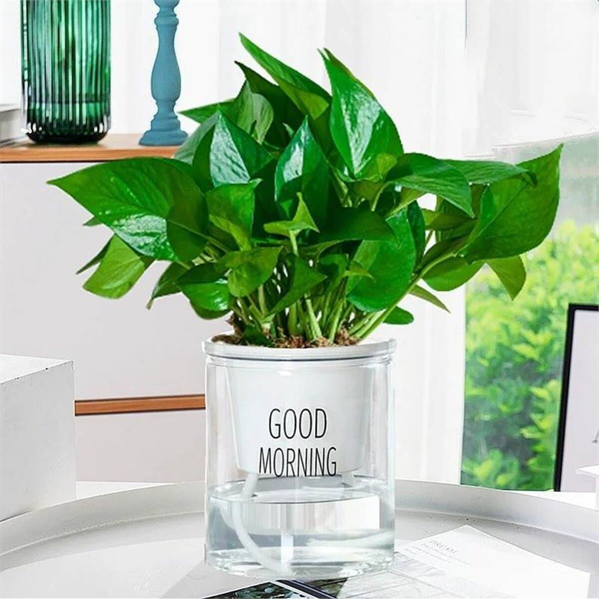 Золотистое растение в горшке, имитирующее платиновый бриллиант, с крупными зелеными листьями, гидропонное, суккулент, легко...