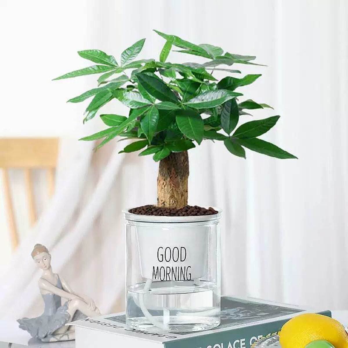 Золотистое растение в горшке, имитирующее платиновый бриллиант, с крупными зелеными листьями, гидропонное, суккулент, легко...