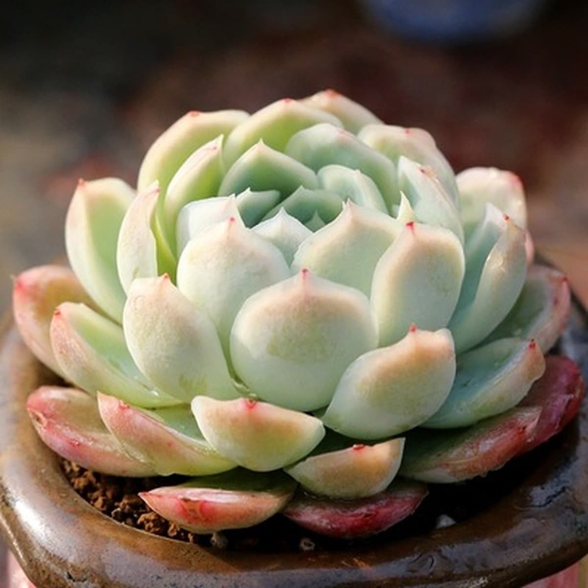 База собственного производства и продажи суккулентов оптовая продажа небольших суккулентов