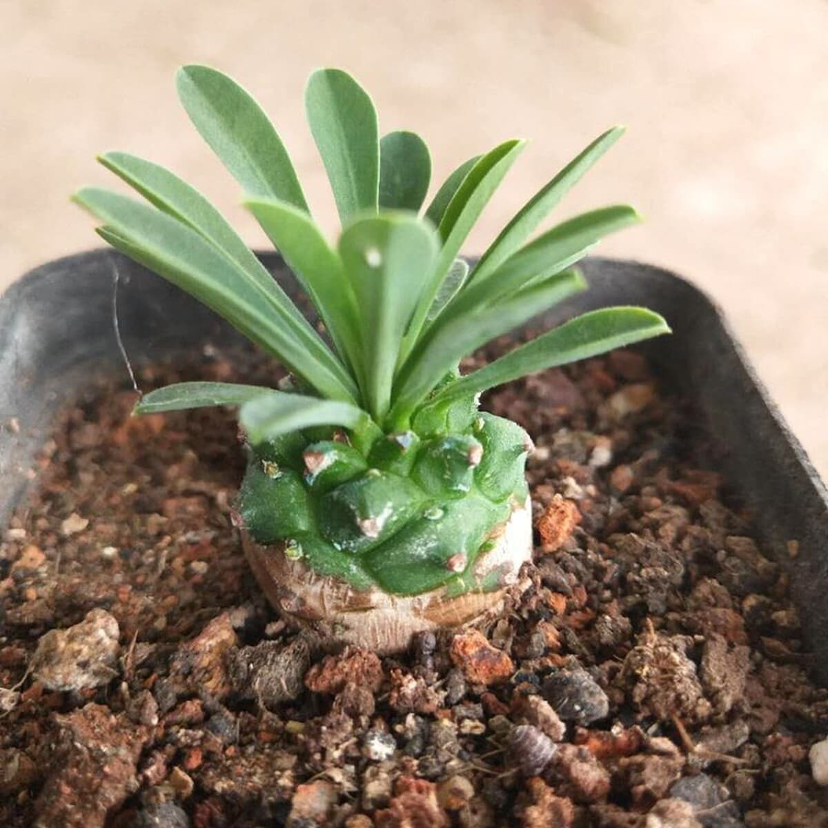 База собственного производства и продажи суккулентов оптовая продажа небольших суккулентов