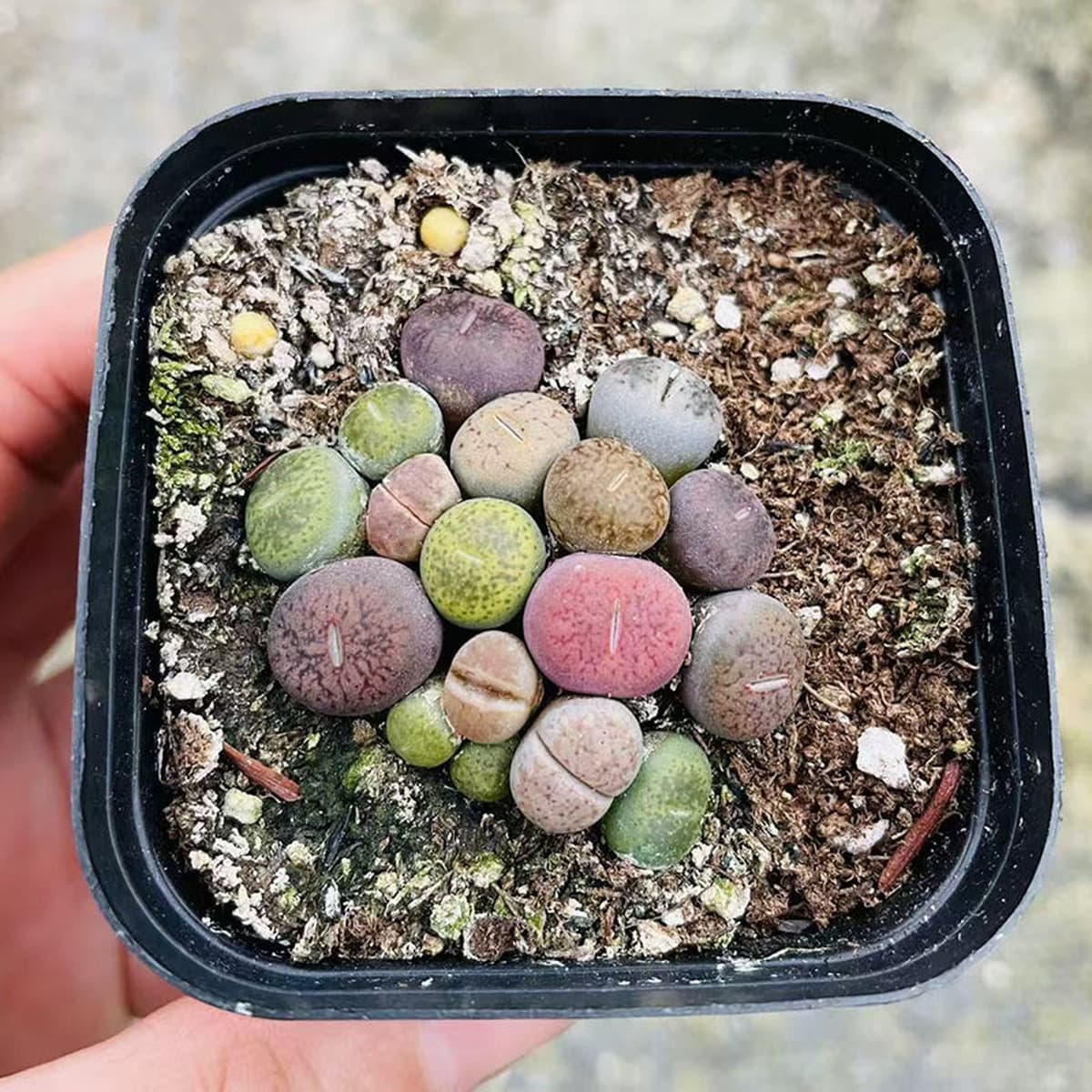 База собственного производства и продажи суккулентов оптовая продажа небольших суккулентов