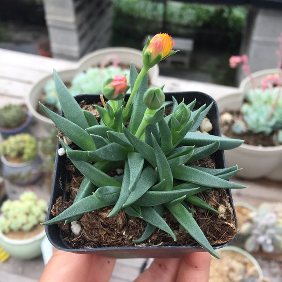 База собственного производства и продажи суккулентов оптовая продажа небольших суккулентов