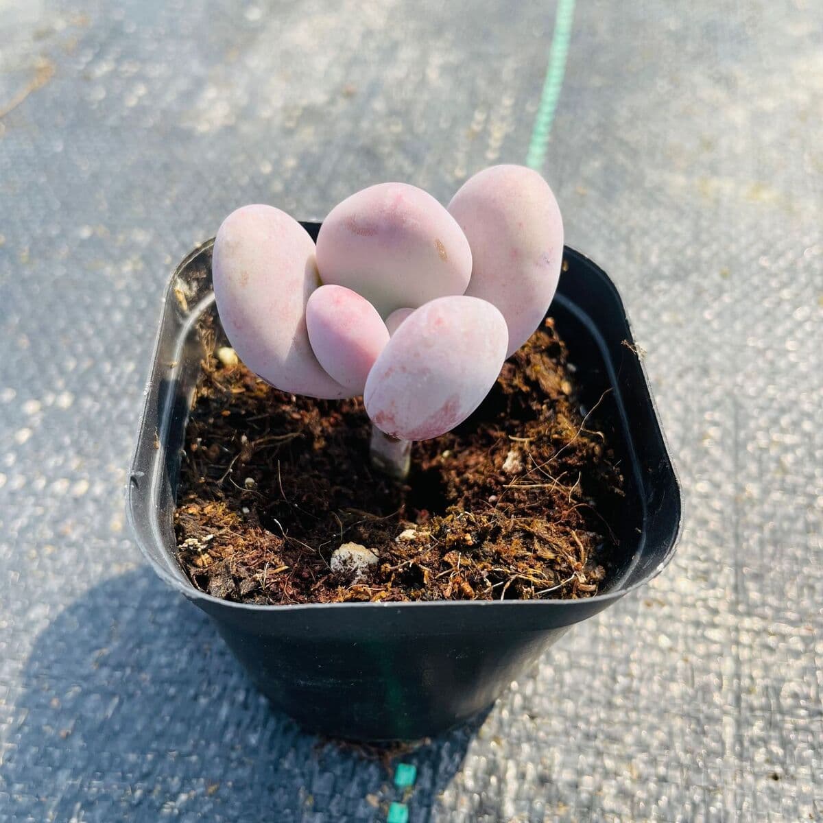 База собственного производства и продажи суккулентов оптовая продажа небольших суккулентов