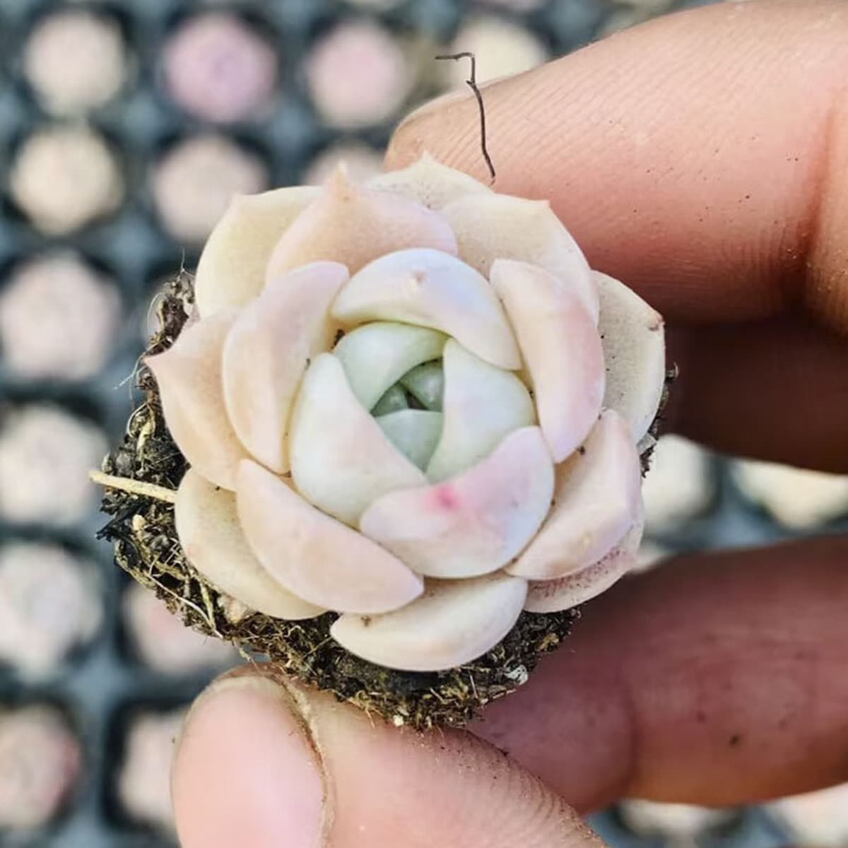 База собственного производства и продажи суккулентов оптовая продажа небольших суккулентов