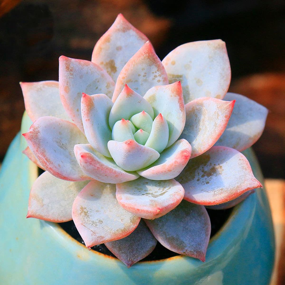 База собственного производства и продажи суккулентов оптовая продажа небольших суккулентов