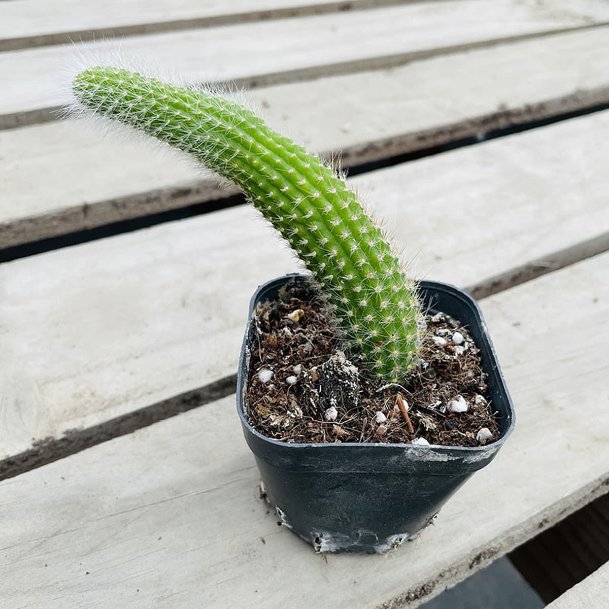 База собственного производства и продажи суккулентов оптовая продажа небольших суккулентов