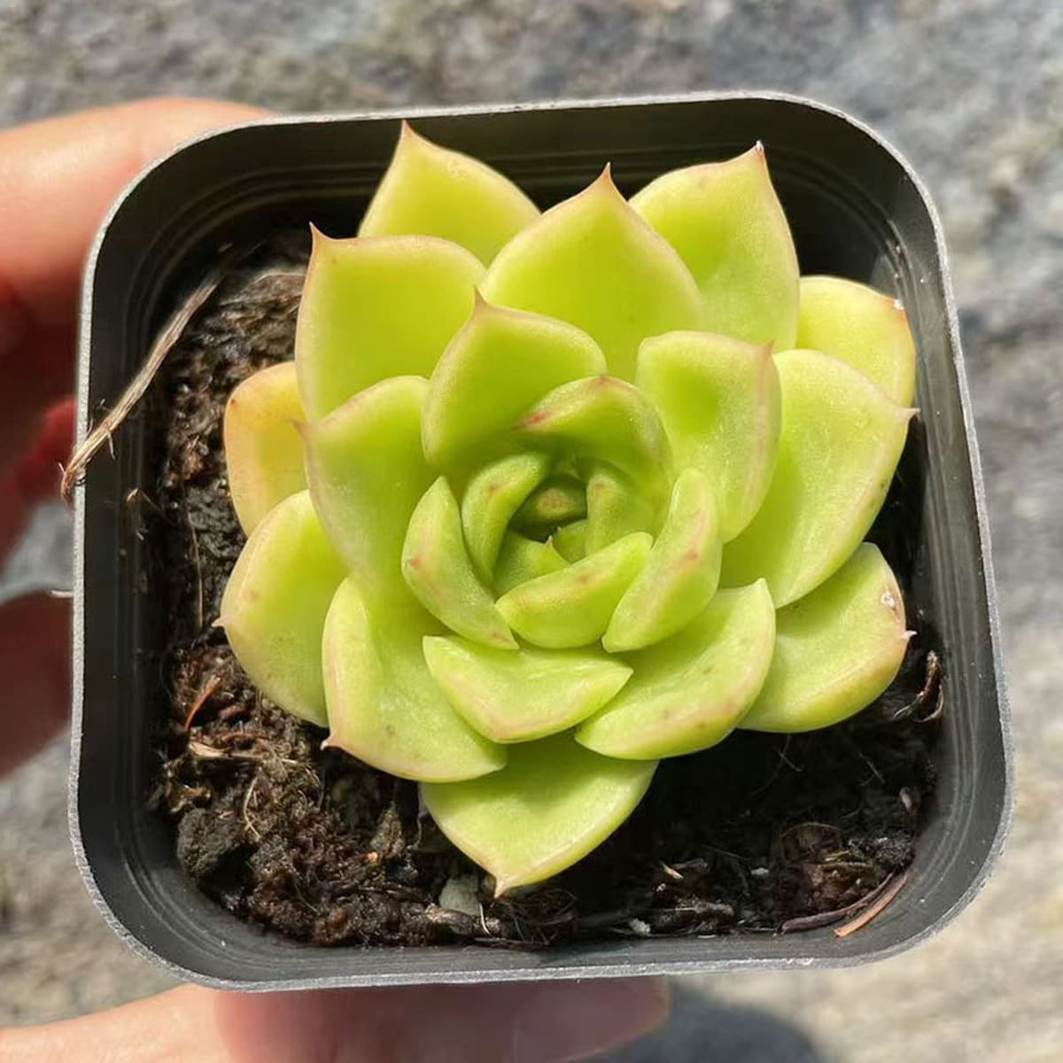 База собственного производства и продажи суккулентов оптовая продажа небольших суккулентов