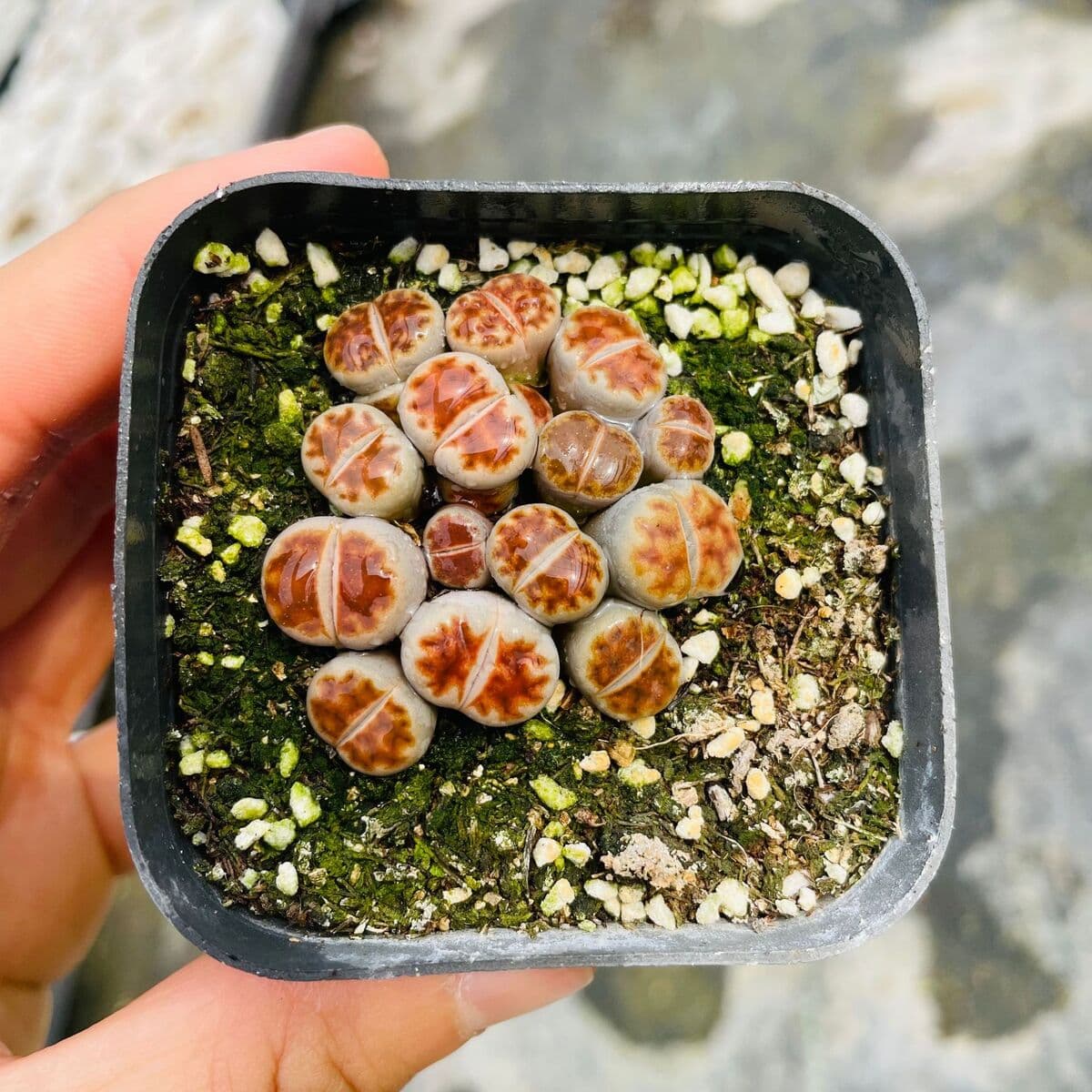 База собственного производства и продажи суккулентов оптовая продажа небольших суккулентов