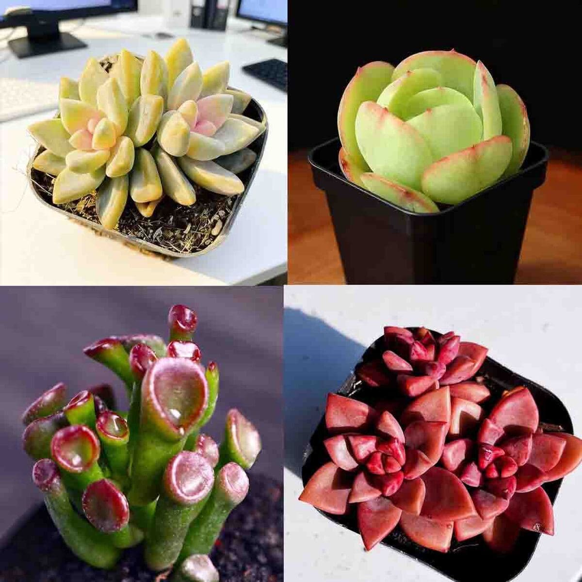 База собственного производства и продажи суккулентов оптовая продажа небольших суккулентов