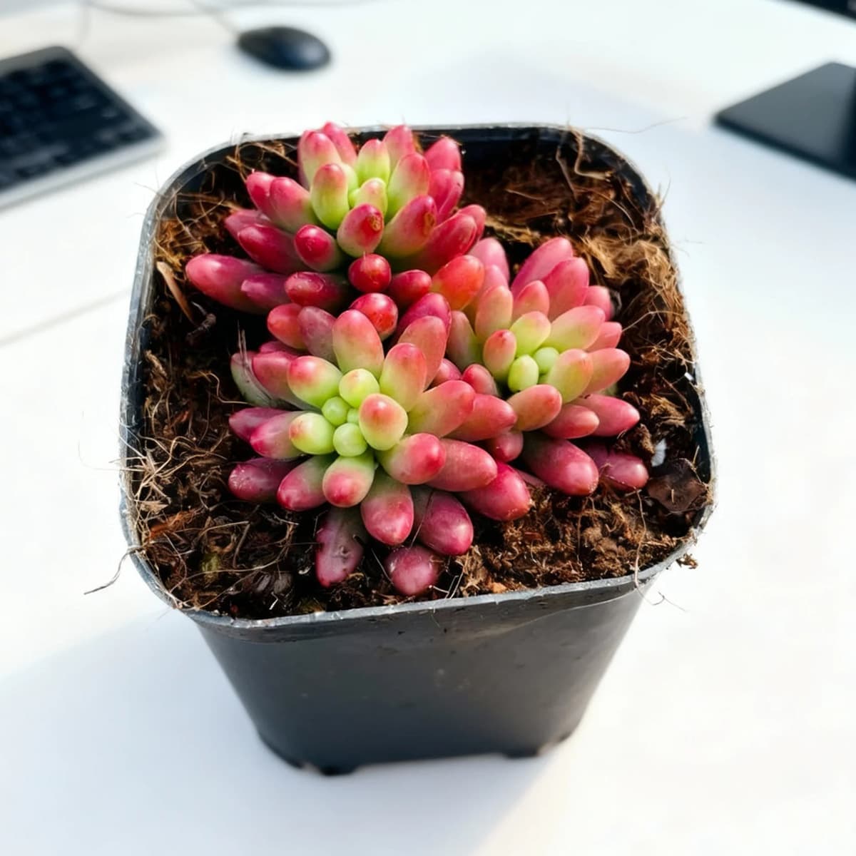 База собственного производства и продажи суккулентов оптовая продажа небольших суккулентов