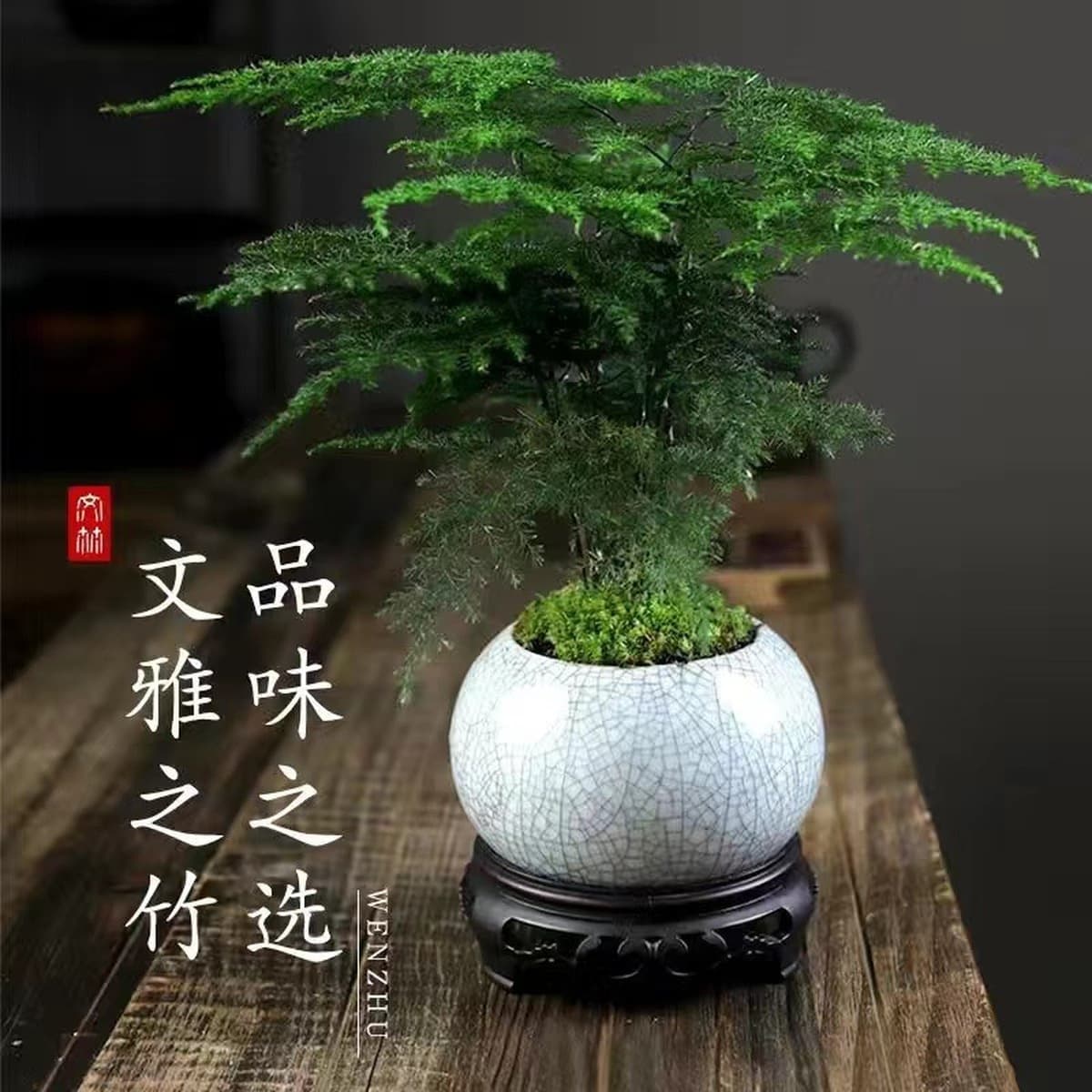 Спаржа горшечные растения Комнатные цветы и растения гостиная поглощают некоторое количество альдегида бонсай офисный...