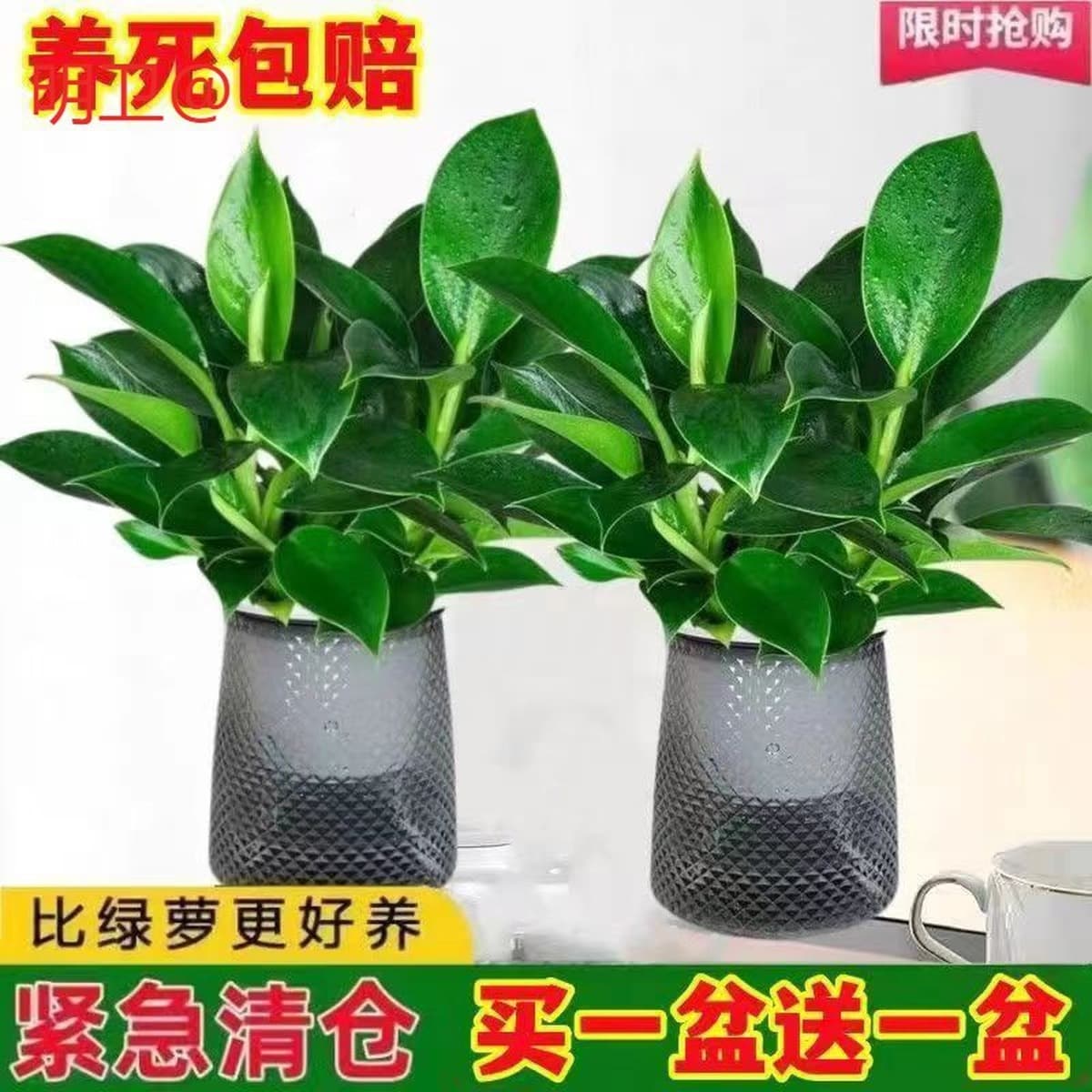 Крупнолистное золотисто-алмазное зеленое растение принцессы в горшке, вечнозеленое круглый год, поглощает формальдегид и...