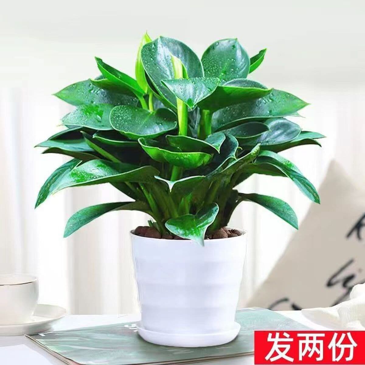 Крупнолистное золотисто-алмазное зеленое растение принцессы в горшке, вечнозеленое круглый год, поглощает формальдегид и...