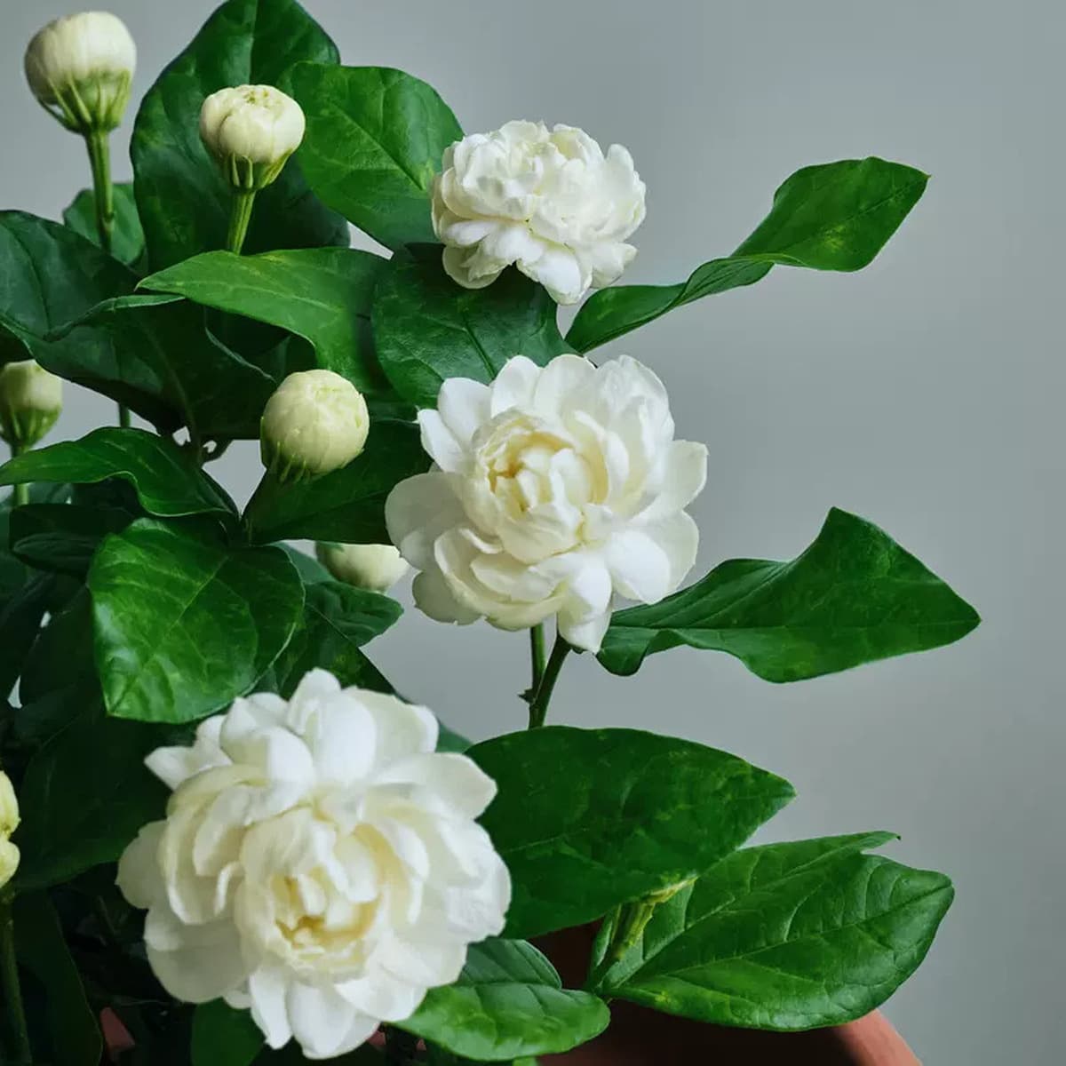Оптовая продажа крупноквашечных ароматных жасминовых комнатных растений в горшках для очистки воздуха с бутонами, отправка в...