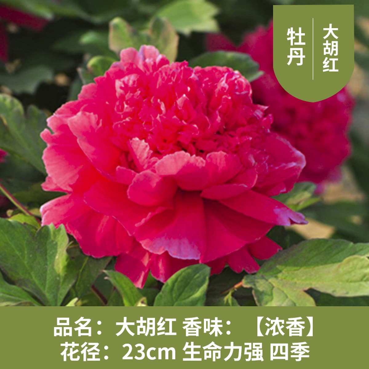 Саженцы пиона из Луояня, крупные саженцы, цветущие растения, комнатные цветы, легко выращиваемые растения в горшках, саженцы...