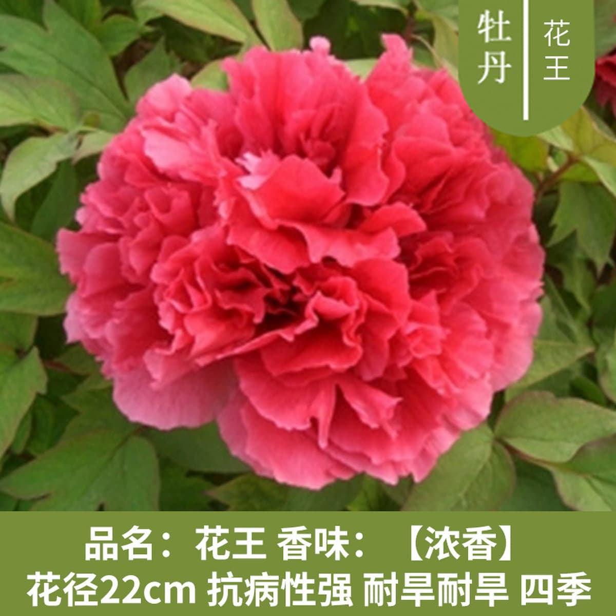 Саженцы пиона из Луояня, крупные саженцы, цветущие растения, комнатные цветы, легко выращиваемые растения в горшках, саженцы...