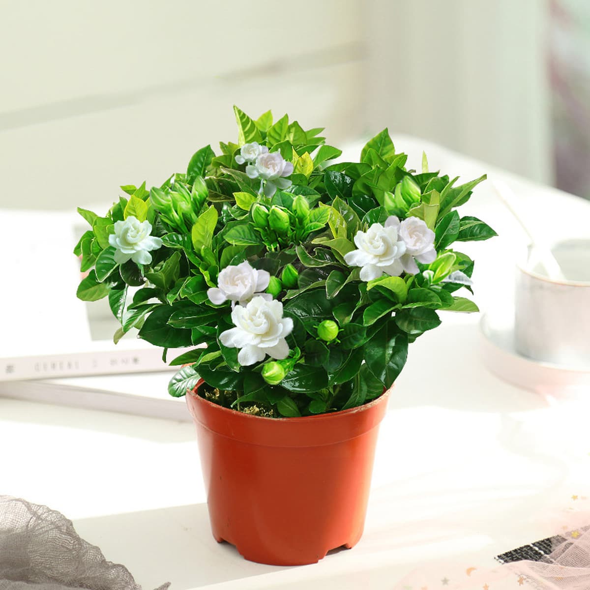 Цветочное растение Gardenia в горшке для дома с бутонами, балконное гидропонное зеленое растение, сильный аромат, большой...