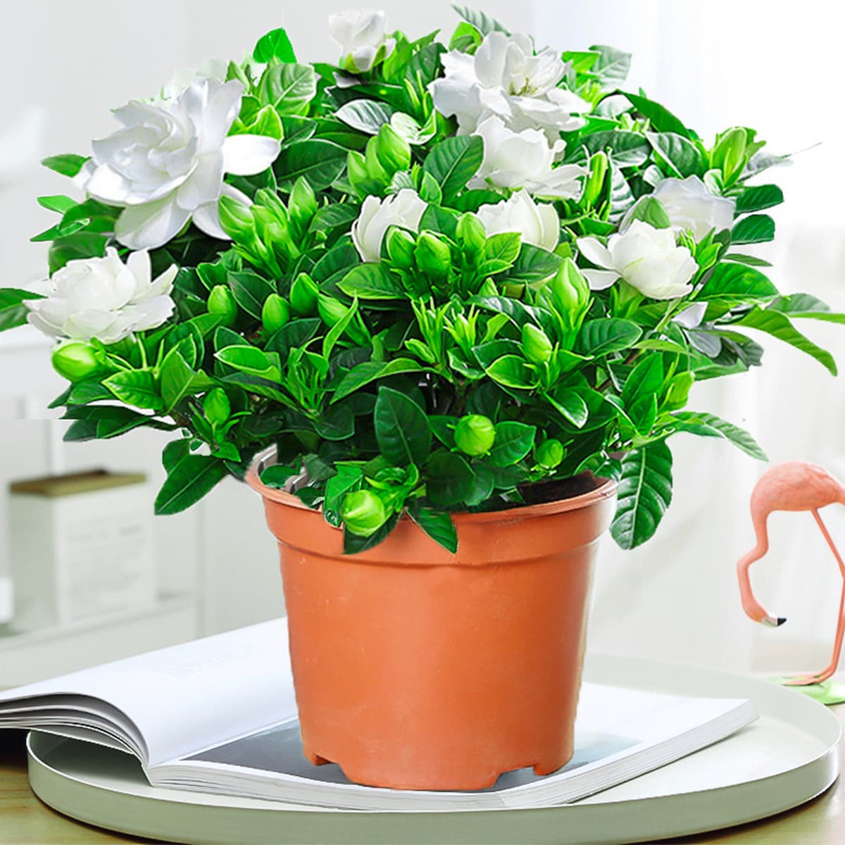 Цветочное растение Gardenia в горшке для дома с бутонами, балконное гидропонное зеленое растение, сильный аромат, большой...