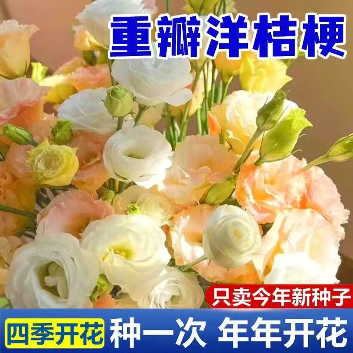 Семена лизиантуса двуцветкового для трансграничной электронной торговли, для круглогодичного выращивания в помещении, легко...