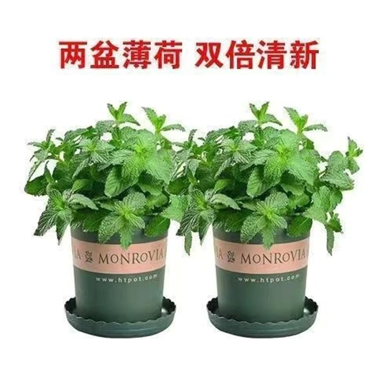 Мята в горшке, свежие съедобные листья лимонной мяты, зеленые растения для гостиной, комнатные зеленые растения, репеллент...