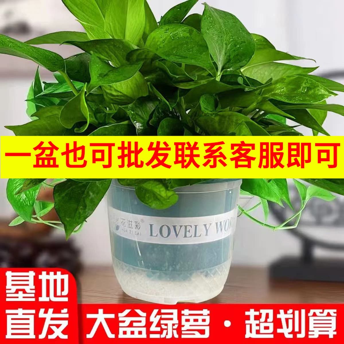 Оптовые комнатные горшечные зеленые растения для очистки воздуха, цветы, зеленые подвесные орхидеи, бонсай напрямую с базы.