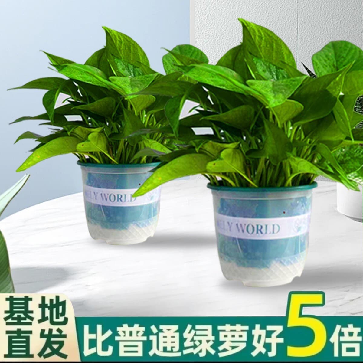 Оптовые комнатные горшечные зеленые растения для очистки воздуха, цветы, зеленые подвесные орхидеи, бонсай напрямую с базы.