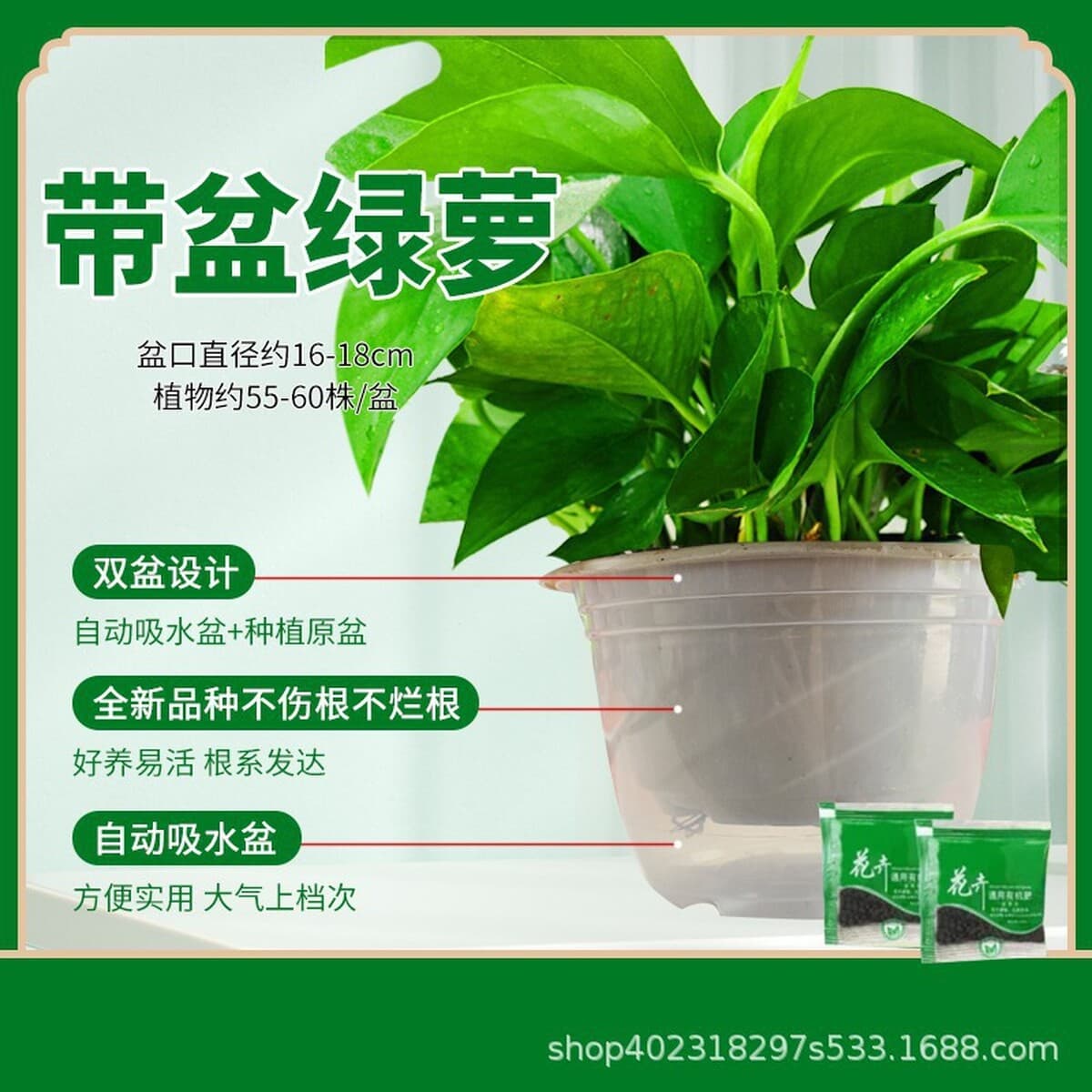 Оптовые комнатные горшечные зеленые растения для очистки воздуха, цветы, зеленые подвесные орхидеи, бонсай напрямую с базы.